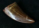 Carcharodontosaurus Tooth - Fine Serrations #18968-3